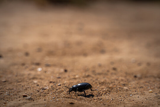 desert stink/ pinacate beetle - elodes