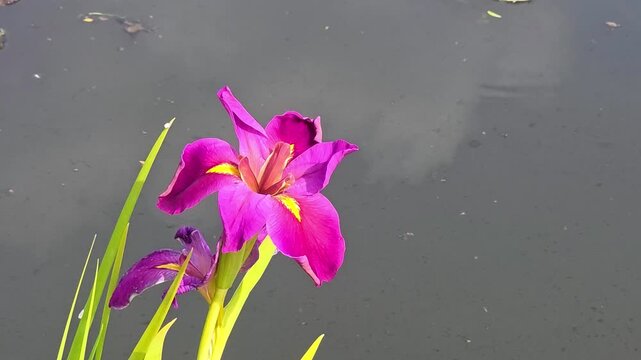 Purple Louisiana iris blooming by a pond, beautiful violet water iris flower with yellow markings on a dark aquatic background, marsh marginal plant in summer garden