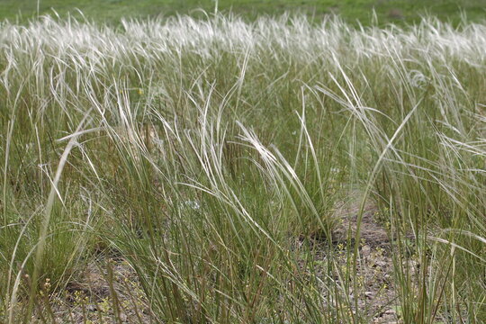 Feather grass in the wind in the steppe.