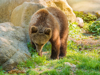 Wild Grizzly Bear cub sniffing green plants among large boulders in a bright forest clearing, representing untouched wilderness, environmental protection, and the majestic beauty of forest predators. © myschka79