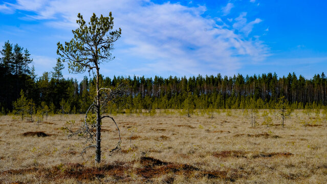 Siikaneva wetland reserve in Ruovesi. Experience the beautiful original Finnish wilderness of Pirkanmaa along its scenic boardwalk trails.