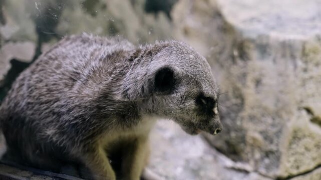 The meerkat sits in a cage with an exhausted look and then looks at the camera