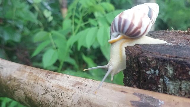 Close-up video of Achatina fulica snail moving slowly on a weathered log with its antennae extended against a green bokeh background.