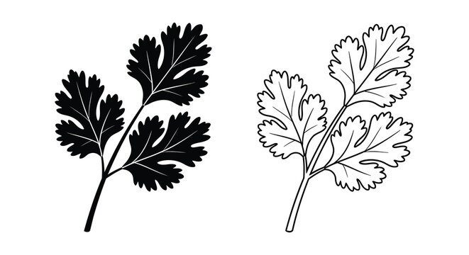 Cilantro sprig and line drawing black and white silhouette high quality