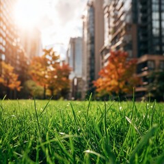 Obraz premium Morning Light Shines on Green Grass in City Park With Tall Buildings in Background