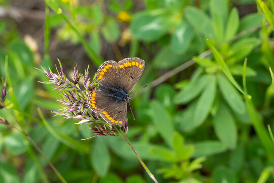 Lycaenidae / &Ccedil;okg&ouml;zl&uuml; Esmer / Brown Argus / Aricia agestis