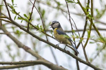 Obraz premium blue tit on branch