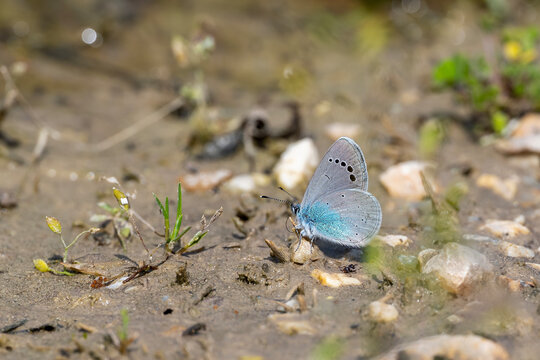 Lycaenidae / Karag&ouml;z Mavisi / Green-Underside Blue / Glaucopsyche alexis