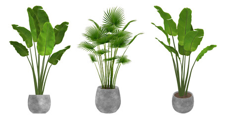 Large green bird of paradise plant in a white round pot, isolated on transparent background © Design Zone