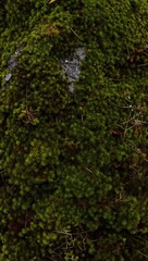 Fototapeta premium Moss densely covering lichen coated rock in forest floor