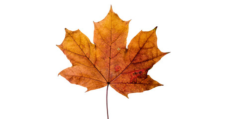 Fototapeta premium Vibrant red and orange maple leaf with purple hues, isolated on transparent background