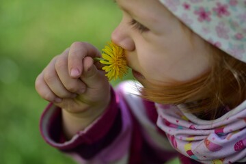 Close-up of toddler girl smelling bright yellow dandelion flower outdoors during sunny spring day. Soft blurred background and natural childhood emotions create warm seasonal atmosphere. © Karolina