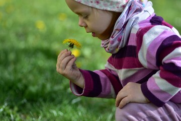 Thoughtful toddler girl holding yellow dandelion flower while sitting on green spring grass outdoors. Natural candid childhood scene with soft light and blurred meadow background. © Karolina