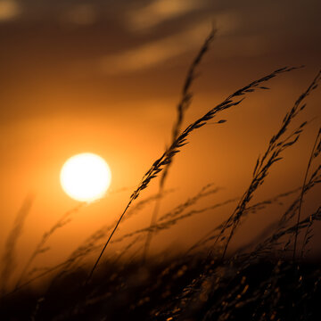 contraluz de espiga de avena con puesta de sol cubierto de calima y cielo naranja