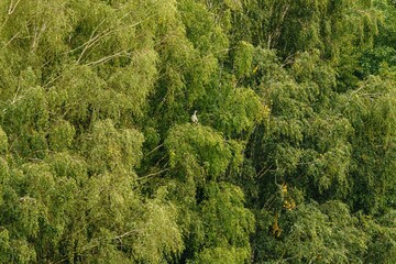 Czapla siwa odpoczywająca na szczycie gęstego drzewa. Ptak w naturalnym siedlisku, widok na zielone korony drzew w lesie. Fotografia przyrodnicza, ornitologia, dzika natura, letni pejzaż. © Henryk Niestrój