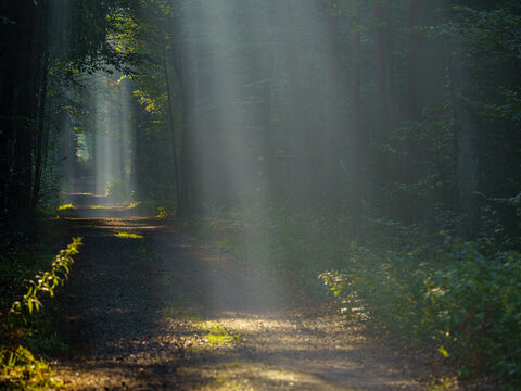 Magiczne promienie słońca przebijające się przez mgłę w gęstym lesie o poranku. Leśna ścieżka w świetle smug (sunbeams). Nastrojowy krajobraz natury, mistycyzm i spok&oacute;j.