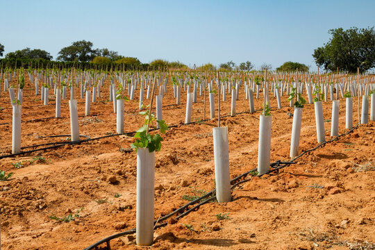 Young vineyard vines growing in dry red soil