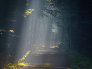Magiczne promienie słońca przebijające się przez mgłę w gęstym lesie o poranku. Leśna ścieżka w świetle smug (sunbeams). Nastrojowy krajobraz natury, mistycyzm i spokój. © Henryk Niestrój