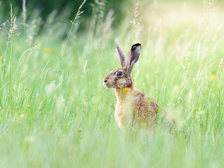 Dziki zając szarak (Lepus europaeus) siedzący w wysokiej trawie na zielonej łące. Portret zwierzęcia w naturalnym środowisku o poranku. Przyroda i polna fauna. © Henryk Niestrój