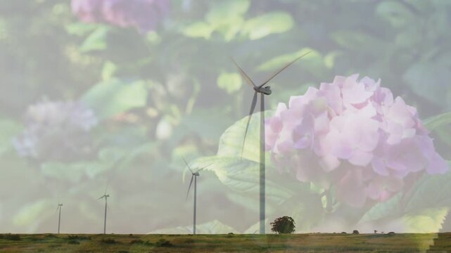 Wind turbines rotating by breeze with faint pink hydrangea overlaying sky, creating double exposure