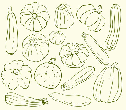 Minimalist Set of Veges Illustration, Hand Drawing,  sketch style, Pumpking, Zucchini,  Perfect for healthy branding  packaging  and markets.