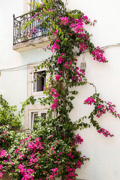 White Lisbon fa&ccedil;ade with pink bougainvillea
