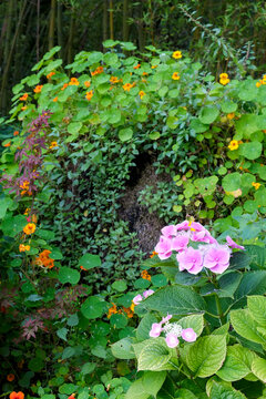 Lush garden path with pink flowers 