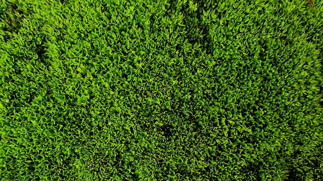 Macro Green Moss Texture on Stone for Nature Zen Background 4K Slow Motion Seamless Loop