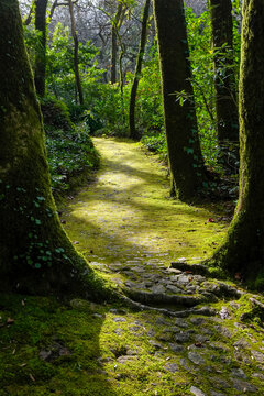 Mossy forest path in a lush woodland setting