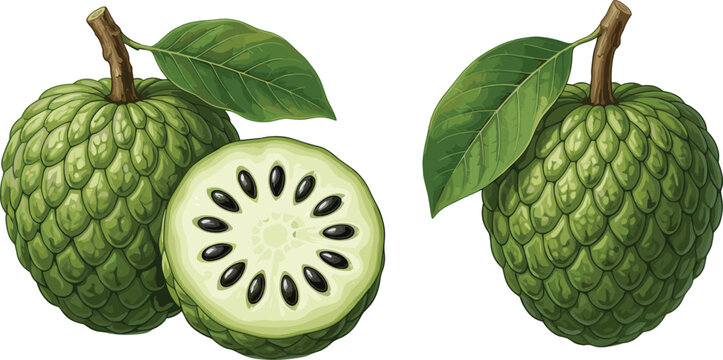 Set of fresh cherimoya custard apple vector illustrations featuring whole green fruit with leaves and sliced half showing black seeds isolated on white background for food packaging.