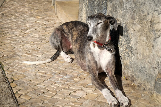 Greyhound soaking up the sun and resting on cobblestone street