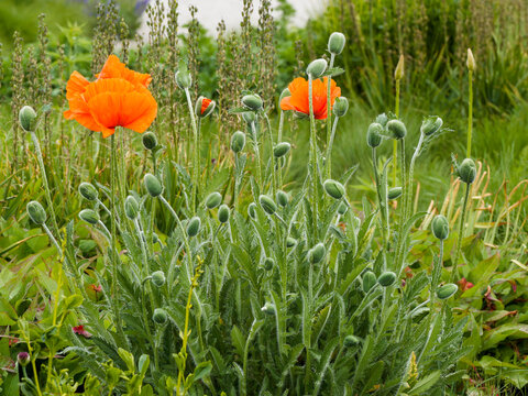 Pavot oriental ou pavot de Tournefort (Papaver orientale). Grandes fleurs rouge carmin et boutons floraux ovo&iuml;des au sommet de tiges soyeuses au feuillage basilaire, vert, oval, incis&eacute; et pointu 
