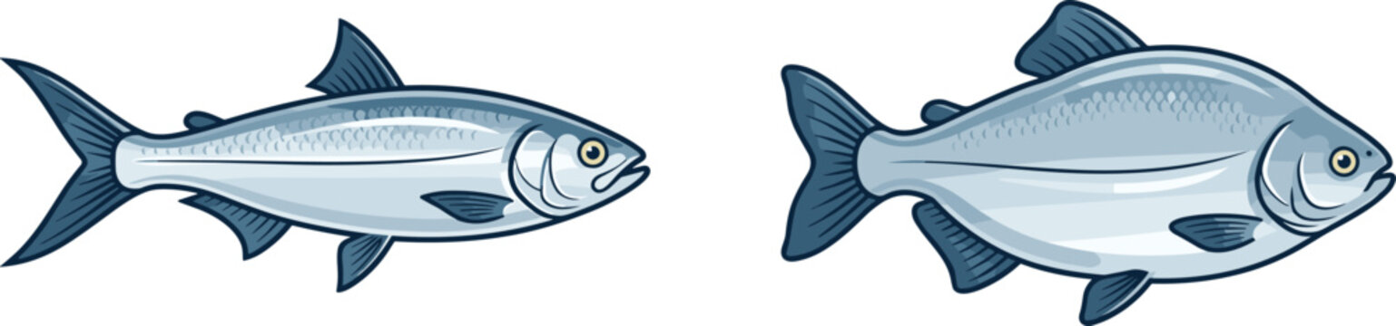 Set of realistic silver fish vector illustrations featuring two different species like milkfish or herring with detailed scales and fins isolated on white background.