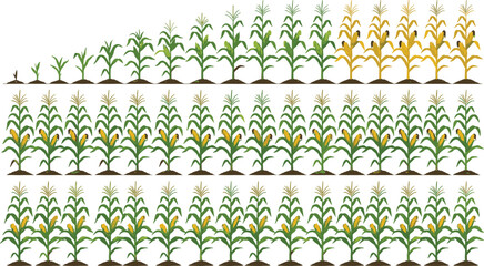 Complete corn plant growth cycle vector illustration set featuring stages from seedling to mature harvestable maize stalks with cobs isolated on white background. © MDSaiful
