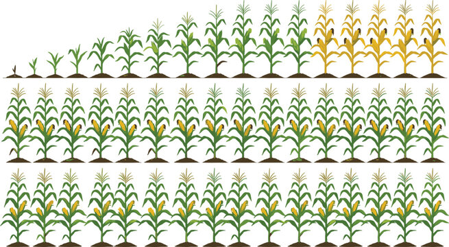 Complete corn plant growth cycle vector illustration set featuring stages from seedling to mature harvestable maize stalks with cobs isolated on white background.