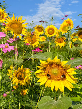 Bright yellow sunflowers bloom among pink cosmos flowers as bumblebees gather pollen in a colorful summer wildflower meadow beneath a blue sky.