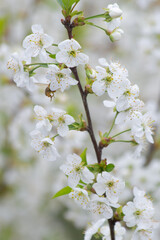 Naklejka premium Spring gardening scene, honey bee pollinating white fruit tree flowers, bright natural lighting, soft bokeh, professional macro shot, airy and fresh atmosphere.