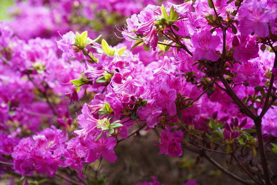 Bl&uuml;hender Zweig einer Kyushu-Azalee (Rhododendron kiusianum) mit leuchtend pinken Bl&uuml;ten im Fr&uuml;hling