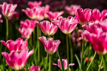 Obraz premium Dutch Red tulips in close up view during spring time with detailed bokeh background