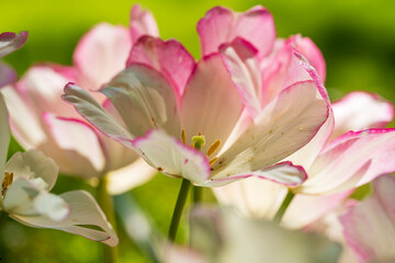 Fototapeta premium Dutch Red tulips in close up view during spring time with detailed bokeh background