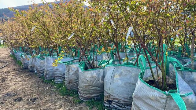 Young shrubs in fabric grow bags at outdoor plant nursery &mdash; sunny spring day