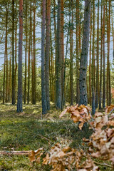 Obraz premium Empty, woods and trees in nature for autumn season for environment, ecosystem and conservation. Background, forest and foliage with leaves, trunk and branches for growth, location and sustainability