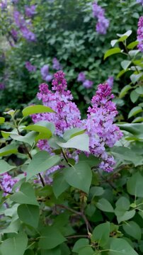 Vertical video of fresh purple lilac blossoms swaying gently in a lush spring garden