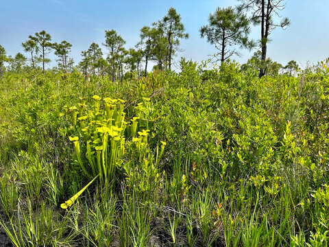 A stand of yellow pitcher plants grows in a coastal pine savanna, surrounded by native grasses, shrubs, and longleaf pine habitat in eastern North Carolina. Croatan National Forest