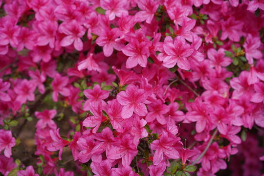 Detailaufnahme einer intensiv pink bl&uuml;henden Kyushu-Azalee (Rhododendron kiusianum) im Fr&uuml;hling