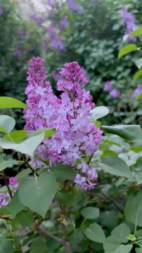 Vertical video of fresh purple lilac blossoms swaying gently in a lush spring garden