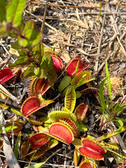 A wild Venus flytrap displays its distinctive red traps at the Stanley Rehder Carnivorous Plant Garden, a protected habitat in Wilmington, North Carolina. © Ryan