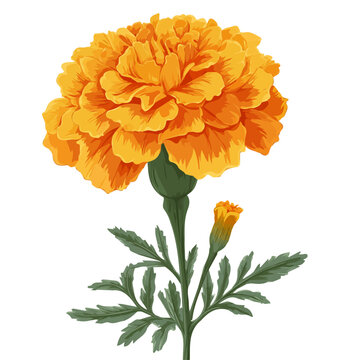 Marigold Flower, 2D flat vector illustration in icon style, isolated on a white background