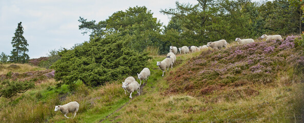 Obraz premium Sheep, herd and walk on field in nature for grazing, pasture and outdoor with banner for agriculture. Free range animal, livestock and flock on hill, grass or farm for meat, wool and sustainability