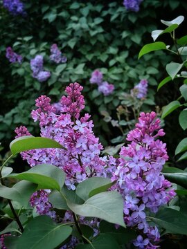 Blooming Purple Lilac Branch in Spring Garden. Close-up of Syringa Flowers.